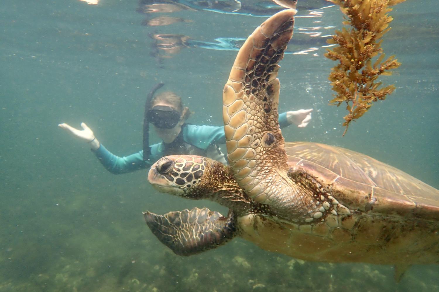 一名<a href='http://l5dd7.regutilities.com'>bv伟德ios下载</a>学生在Galápagos群岛游学途中与一只巨龟游泳.